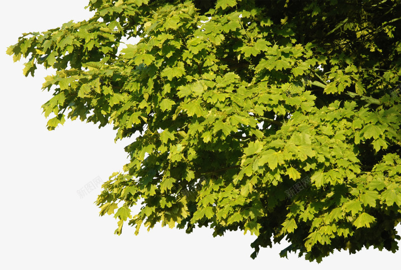 绿色叶子植物png免抠素材_新图网 https://ixintu.com 景观 树俯视图 树头 树木 树木树叶 生物世界 绿色 高清 高清树头素材