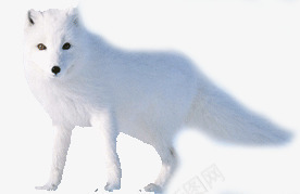 雪狐png免抠素材_新图网 https://ixintu.com 白色 雪狐 高傲