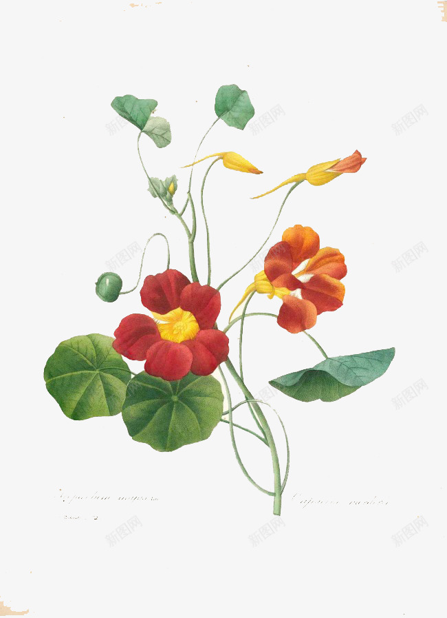 手绘红色碎花唯美png免抠素材_新图网 https://ixintu.com 唯美 手绘 素材 红色碎花