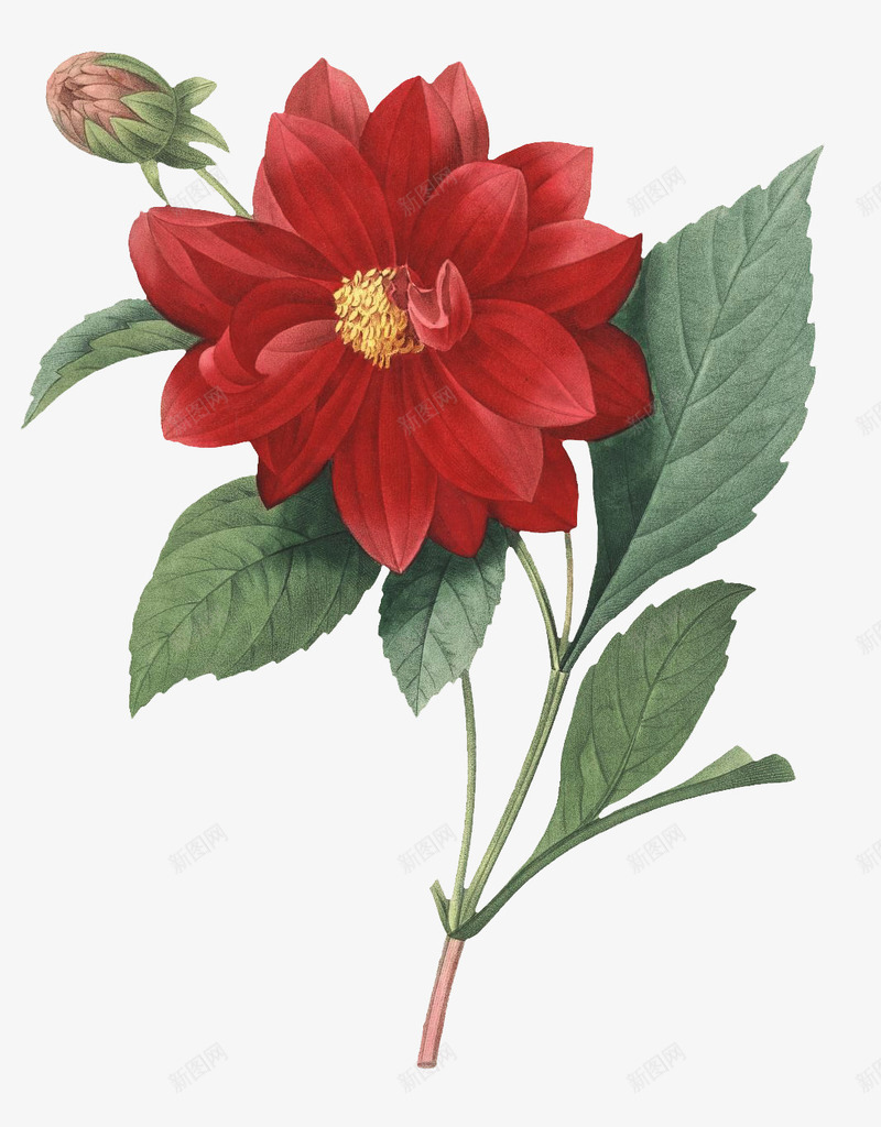 老式手绘鲜花花卉2png免抠素材_新图网 https://ixintu.com 手绘 老式 高清 鲜花