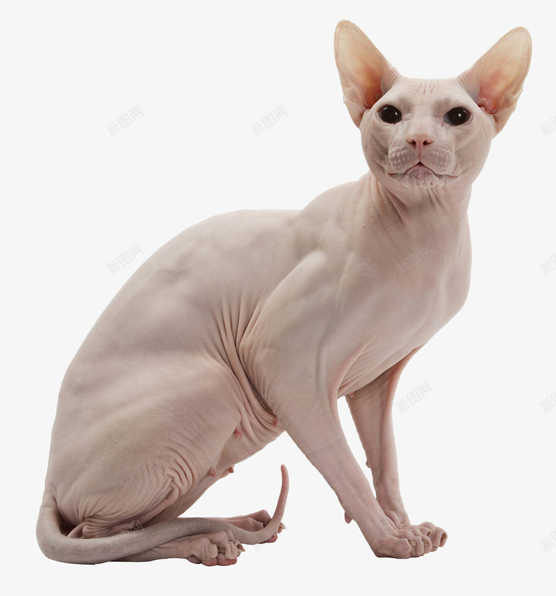 加拿大无毛猫png免抠素材_新图网 https://ixintu.com 小猫 无毛猫 母猫 猫