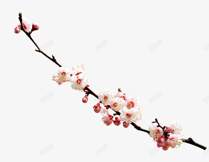一枝独秀腊梅png免抠素材_新图网 https://ixintu.com 免费PNG 冬天 枝干 白色 花朵