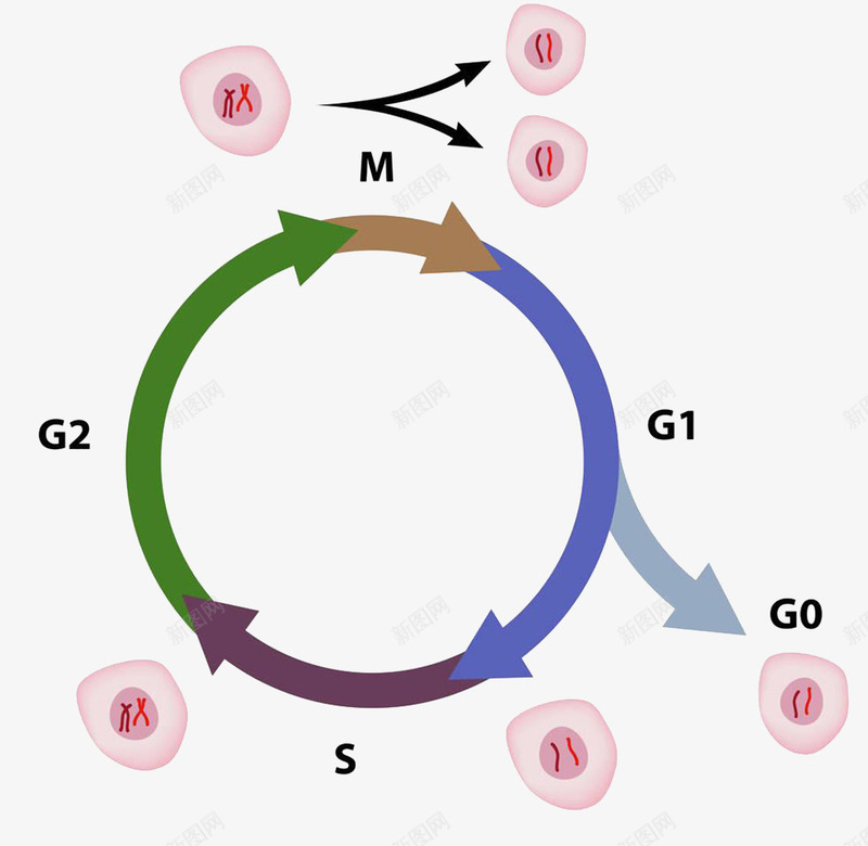 细胞有丝分裂png免抠素材_新图网 https://ixintu.com 有丝分裂 生物科技 细胞分裂 遗传物质