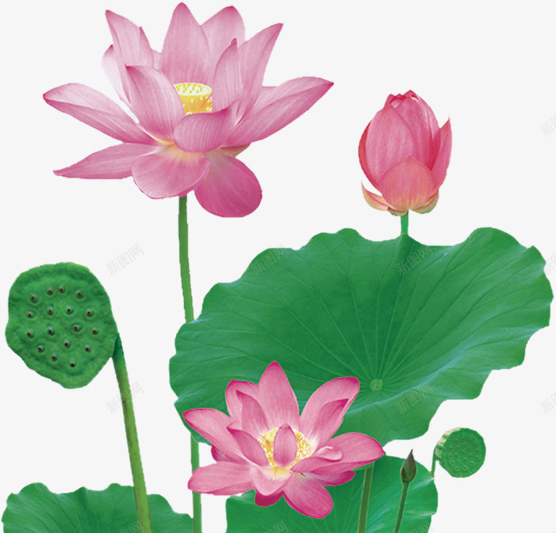 春天粉色荷花荷叶png免抠素材_新图网 https://ixintu.com 春天 竹子荷花荷叶满池塘 粉色 荷叶 荷花