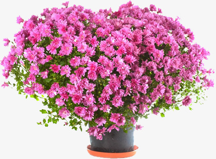 鲜花花卉个人主页png免抠素材_新图网 https://ixintu.com 个人 主页 花卉 鲜花