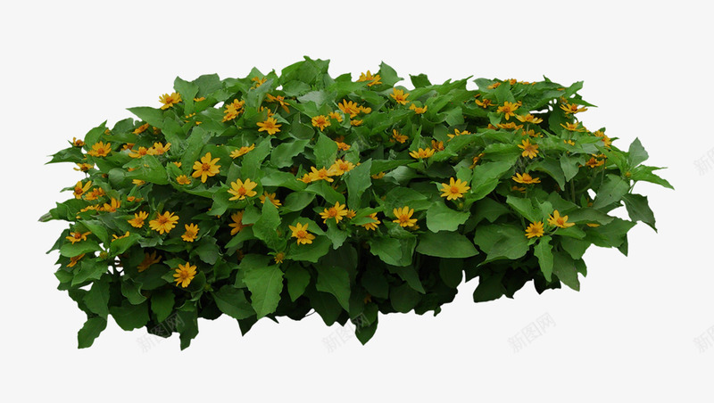 植物黄色花朵小灌木png免抠素材_新图网 https://ixintu.com png免费下载 psd灌木 ps灌木丛 乔木 园林景观 小灌木 景观植物 树木 植物 灌木 灌木丛 绿色植物 花朵 苗木 黄色