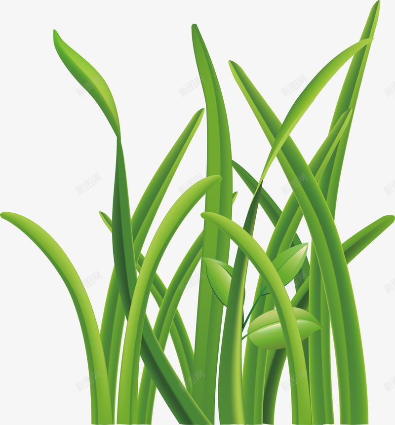 麦苗卡通png免抠素材_新图网 https://ixintu.com 叶麦苗 大麦苗青 小麦苗 小麦苗字体 干麦苗 露珠 露珠小麦苗 麦苗