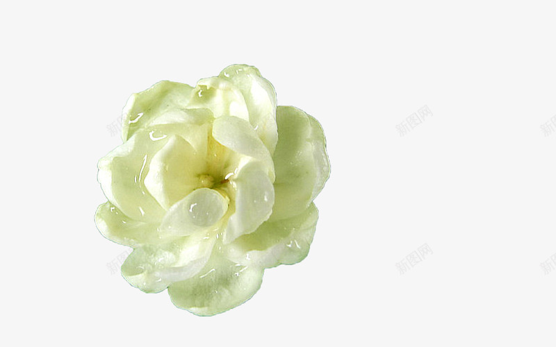 新鲜山茶花png免抠素材_新图网 https://ixintu.com 唯美 山茶花 植物 清新 白色 白色山茶花 自然 花卉 花朵 露水