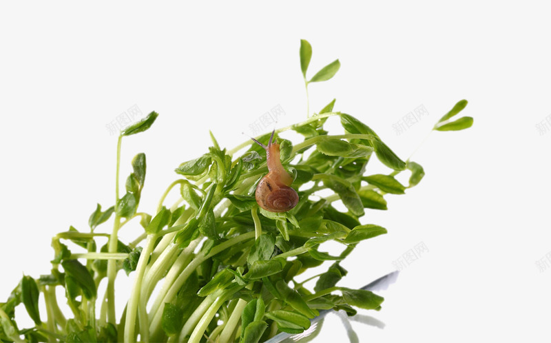 豆芽菜与小蜗牛png免抠素材_新图网 https://ixintu.com 健康饮食 小蜗牛 烹饪 素菜 绿色食品 美食 蔬菜 蜗牛 豆芽 豆芽菜 食材 黄豆芽