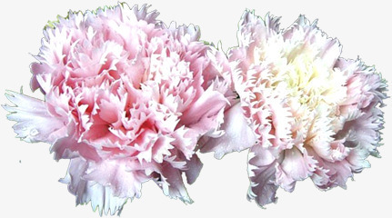春季粉色梦幻母亲节花朵png免抠素材_新图网 https://ixintu.com 春季 梦幻 母亲节 粉色 花朵