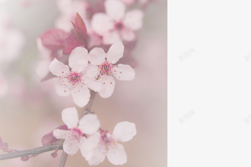 春天草地桃花梨花渐变透明元素13psd免抠素材_新图网 https://ixintu.com 春天 桃花 梨花 渐变透明元素 草地