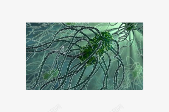 沙门氏菌png免抠素材_新图网 https://ixintu.com 微生物 显微镜下实物 沙门氏菌