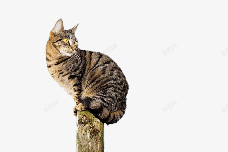 萌宠小猫png免抠素材_新图网 https://ixintu.com 动物 动物世界 实物 宠物 猫咪 生物 萌宠