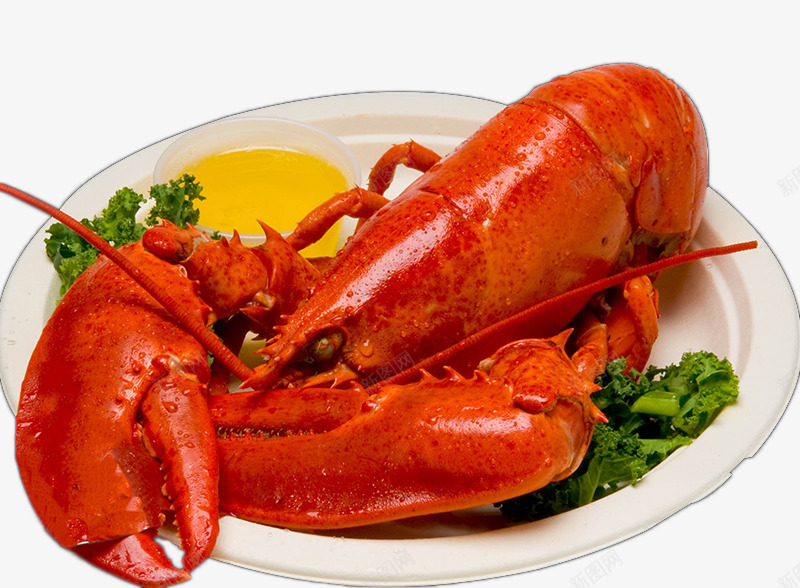 com 实物 波士顿龙虾 海鲜 美食 食品