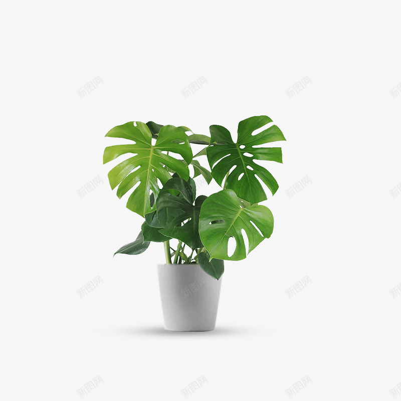 龟背竹绿植盆栽png免抠素材_新图网 https://ixintu.com 叶 盆栽 绿植 装饰 龟背叶 龟背竹