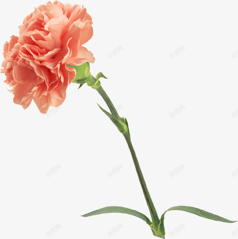 黄色母亲节春季花朵png免抠素材_新图网 https://ixintu.com 春季 母亲节 花朵 黄色