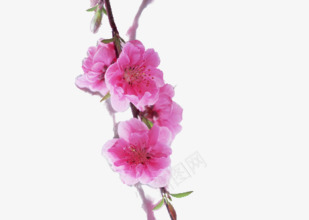 新鲜花朵手绘红花png免抠素材_新图网 https://ixintu.com 手绘 新鲜 红花 花朵