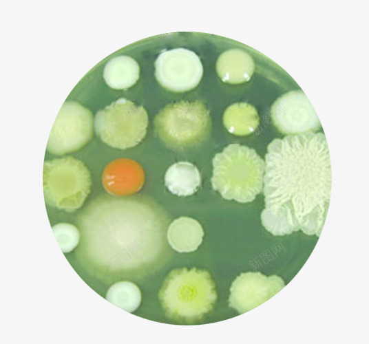 酵母菌png免抠素材_新图网 https://ixintu.com 实物 微生物 酵母菌