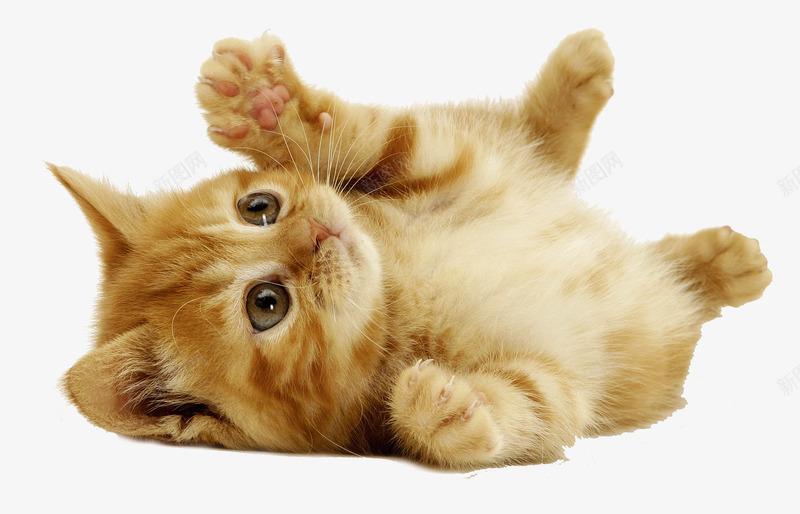 可爱黄猫png免抠素材_新图网 https://ixintu.com 动物 活物 爬行动物 猫 生物
