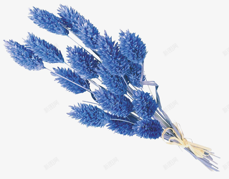 干花png免抠素材_新图网 https://ixintu.com 花 花束 鲜艳 鲜花