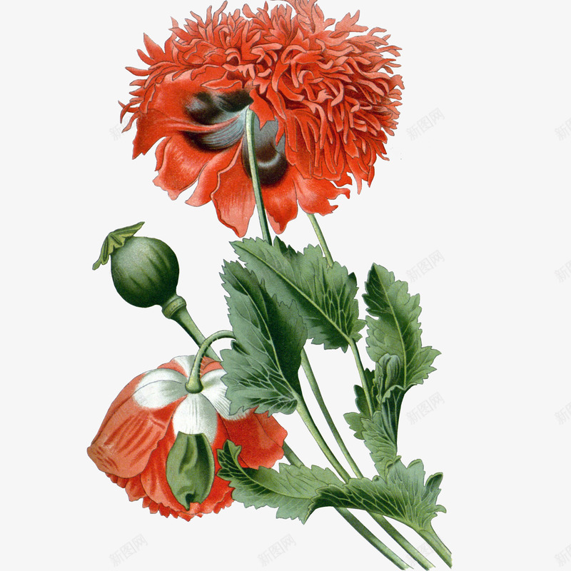 重阳节大红色菊花花朵装饰免psd免抠素材_新图网 https://ixintu.com 300像素 PNG透明底 大红色菊花 背景 花朵 装饰 重阳节 重阳节大红色菊花花朵装饰免下载