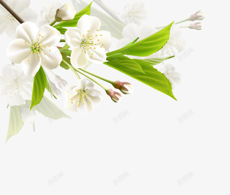 梨花矢量图ai免抠素材_新图网 https://ixintu.com 枝叶 梨花树 白色梨花 绿叶 花朵 矢量图