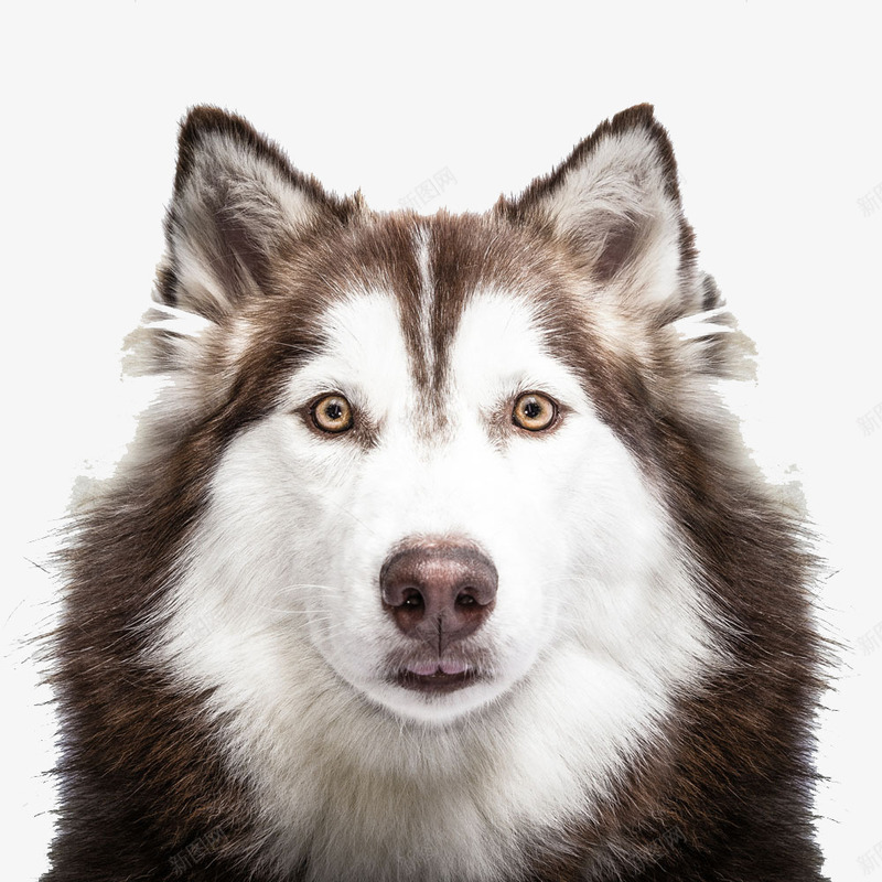 看前方的狗png免抠素材_新图网 https://ixintu.com 大型犬 宠物 狗狗 萌宠 阿拉斯加 雪橇犬