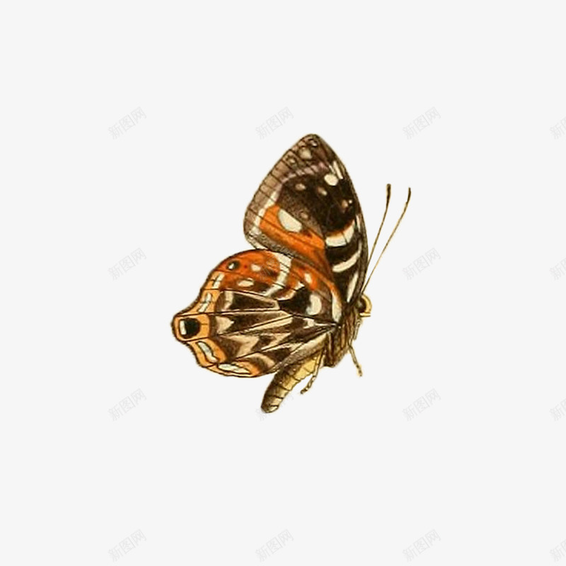 春天蝴蝶昆虫彩色png免抠素材_新图网 https://ixintu.com 彩色 昆虫 春天 蝴蝶