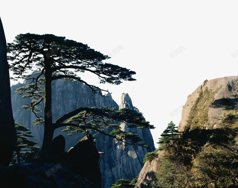 黄山风景迎客松png免抠素材_新图网 https://ixintu.com 名胜古迹 图片 地方景点 实物图 摄影图 漂亮 自然景观 迎客松 高清图片 黄山风景