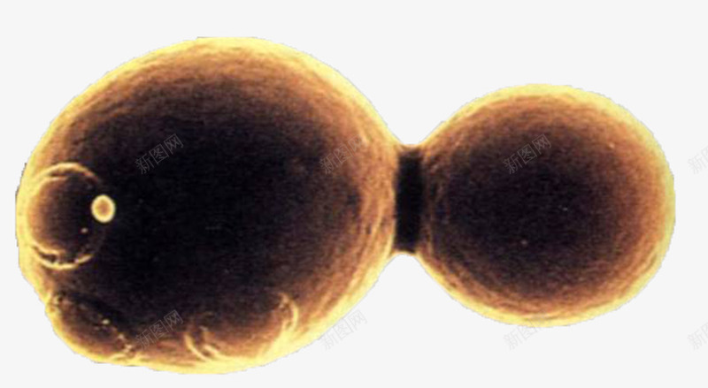 酵母菌png免抠素材_新图网 https://ixintu.com 微生物 显微镜下实物 酵母菌