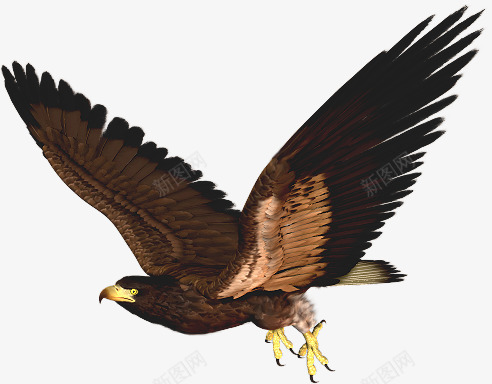 鸟鹰飞翔的鹰黑色翅膀的鹰png免抠素材_新图网 https://ixintu.com 大展鸿图 翅膀 飞翔 黑色