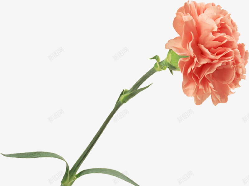黄色母亲节春季花朵装饰png免抠素材_新图网 https://ixintu.com 春季 母亲节 花朵 装饰 黄色