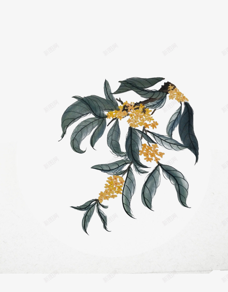 手绘卡通桂花枝条png免抠素材_新图网 https://ixintu.com 乌龙茶 健康生活 养生茶 桂花乌龙 桂花插画 桂花花茶 茶具茶杯 茶叶茶包