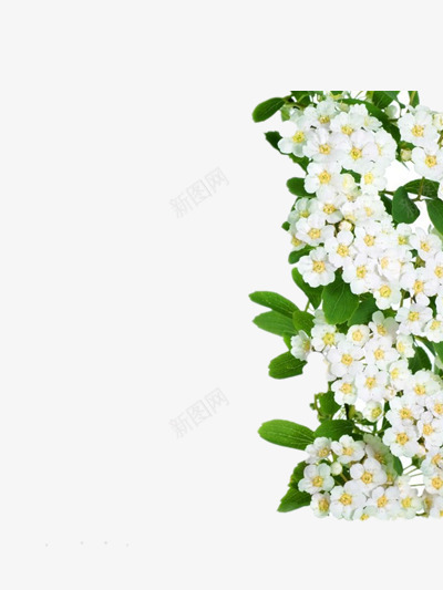 碎花背景装饰图png免抠素材_新图网 https://ixintu.com 碎花图片 背景图 背景装饰图 装饰图片