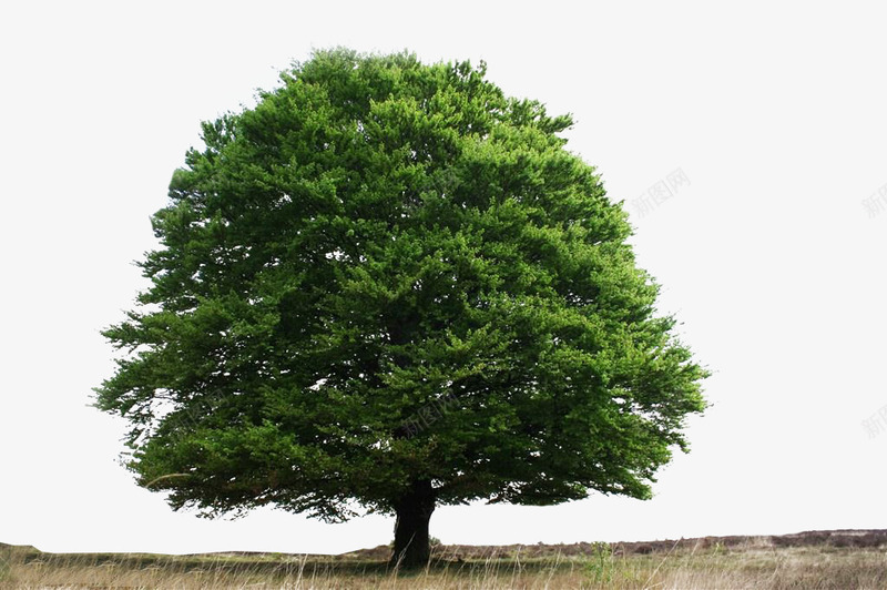 菩提树与草地png免抠素材_新图网 https://ixintu.com 大树 树木 植物 绿树 草地 菩提树