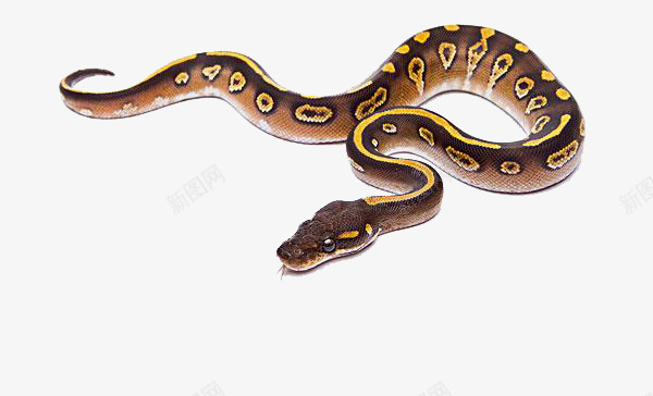 蛇类动物蟒蛇png免抠素材_新图网 https://ixintu.com 动物 斑点蛇 爬行动物 生物 蛇