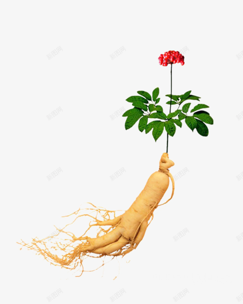 人参png免抠素材_新图网 https://ixintu.com png 人参 保健品 免抠元素 实物 带花 带花人参 矢量人参 鲜人参