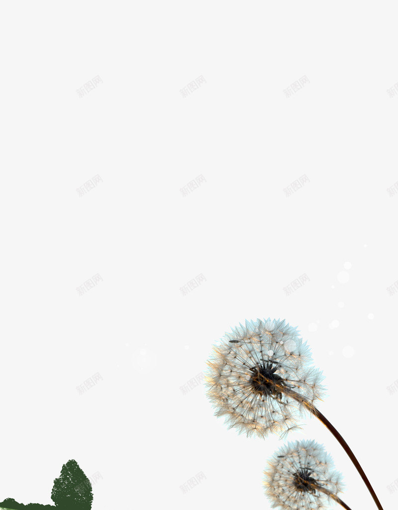 蒲公英风景画psd免抠素材_新图网 https://ixintu.com 唯美 淡雅 清新 绿色 蒲公英 风景画