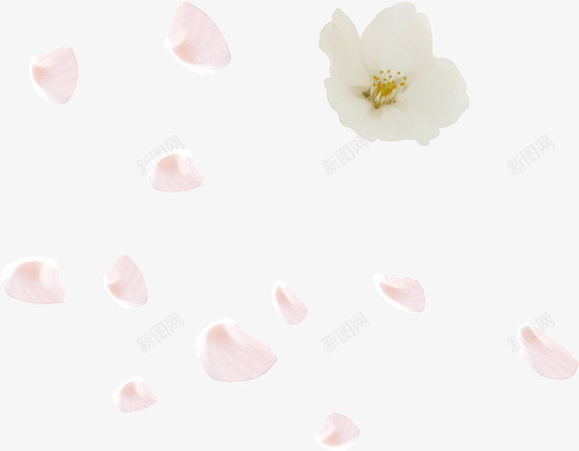 白色浪漫婚庆花朵花瓣png免抠素材_新图网 https://ixintu.com 婚庆 浪漫 白色 花朵 花瓣
