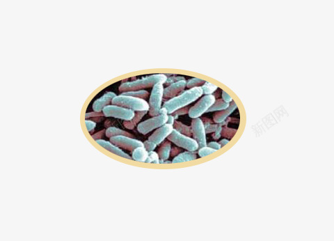 荧光假单孢菌png免抠素材_新图网 https://ixintu.com 微生物 显微镜实物 荧光假单孢菌