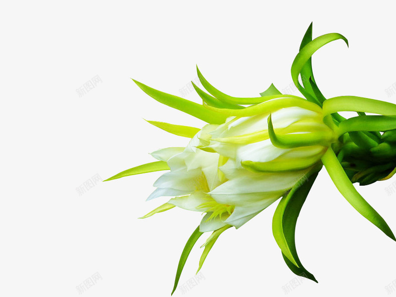 火龙果花psd免抠素材_新图网 https://ixintu.com 卡通 手绘 火龙果 绿色 花朵