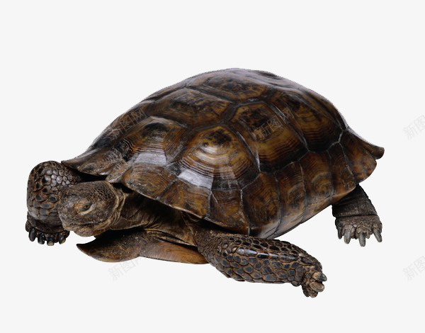 乌龟动物龟类png免抠素材_新图网 https://ixintu.com 乌龟 动物 爬行动物 生物 缩头乌龟