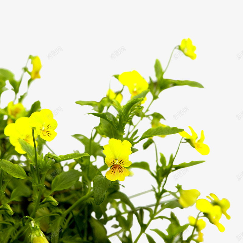 花朵png免抠素材_新图网 https://ixintu.com 碎花 绿叶 花瓣 黄色