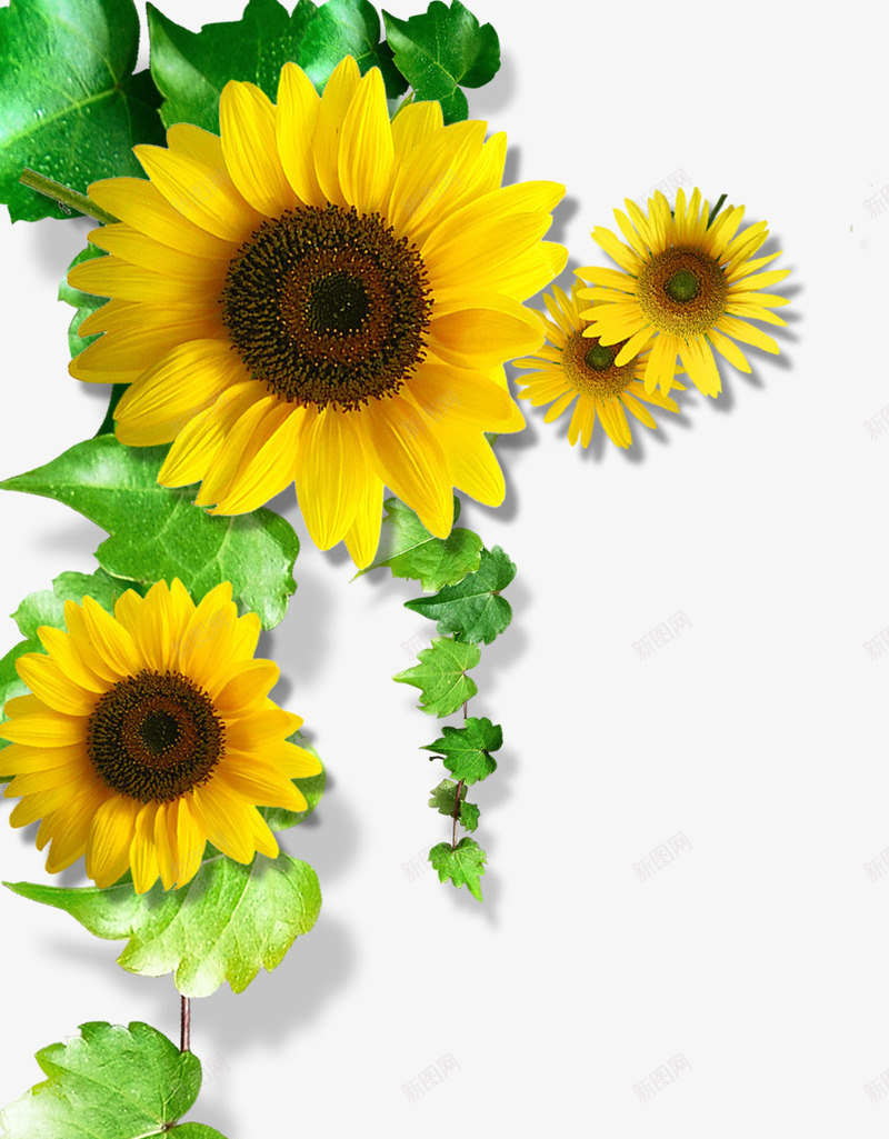 黄色向日葵花朵美景手绘png免抠素材_新图网 https://ixintu.com 向日葵 美景 花朵 黄色