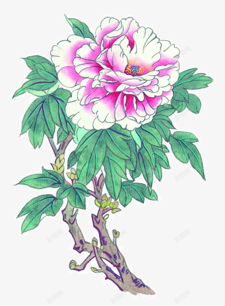 手绘牡丹png免抠素材_新图网 https://ixintu.com 国画写生小品 国画花卉 宣纸花草 手绘国画 手绘花草 装饰植物手绘