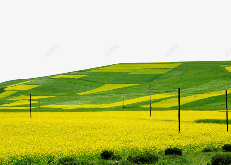 黄色草坪油菜花背景psd免抠素材_新图网 https://ixintu.com 油菜花 背景 草地 草坪 黄色 黄色草坪油菜花背景