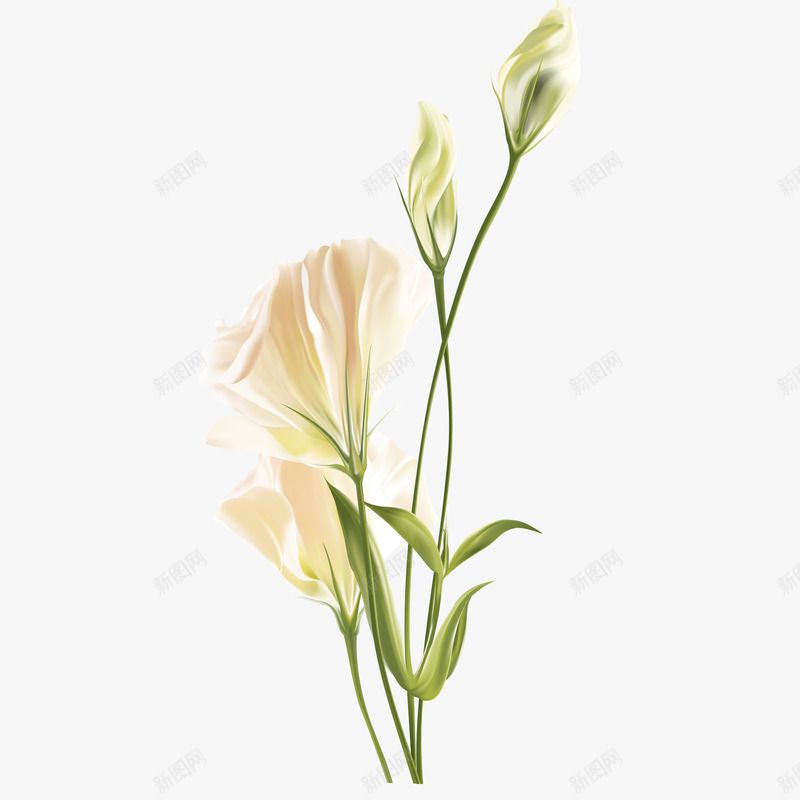 小清新插画风格png免抠素材_新图网 https://ixintu.com 垂花 小清新 小清新插画 日系 粉色 花瓣 贺卡 邀请函