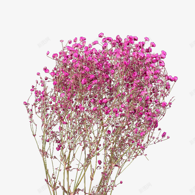 满天星干花png免抠素材_新图网 https://ixintu.com 家居装饰 居家装饰 干花满天星 干花花束 干花花艺 干花装饰
