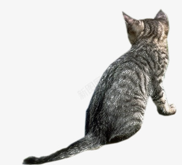 猫咪背面png免抠素材_新图网 https://ixintu.com 小猫 猫 猫咪实景照片 猫尾