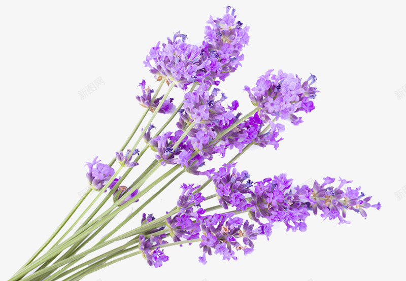 一株薰衣草png免抠素材_新图网 https://ixintu.com 摄影 紫色 草本 薰衣草花瓣